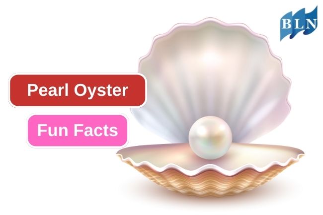 10 Fascinating Facts about Pearl Oyster